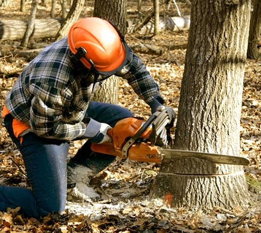 Tree Removal in Cropwell, AL